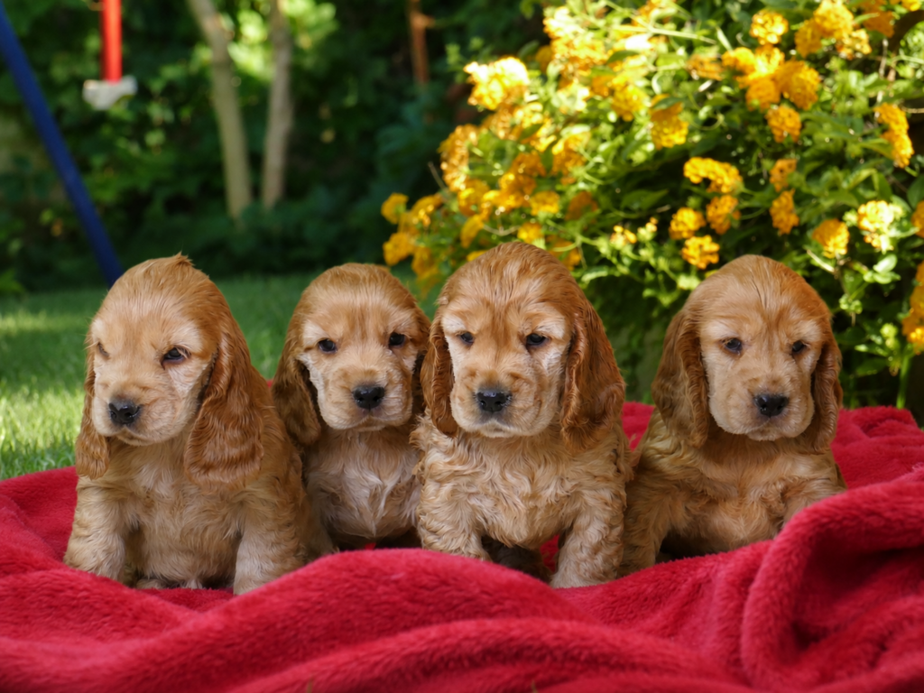 Cachorro de Cocker Spaniel Inglés
