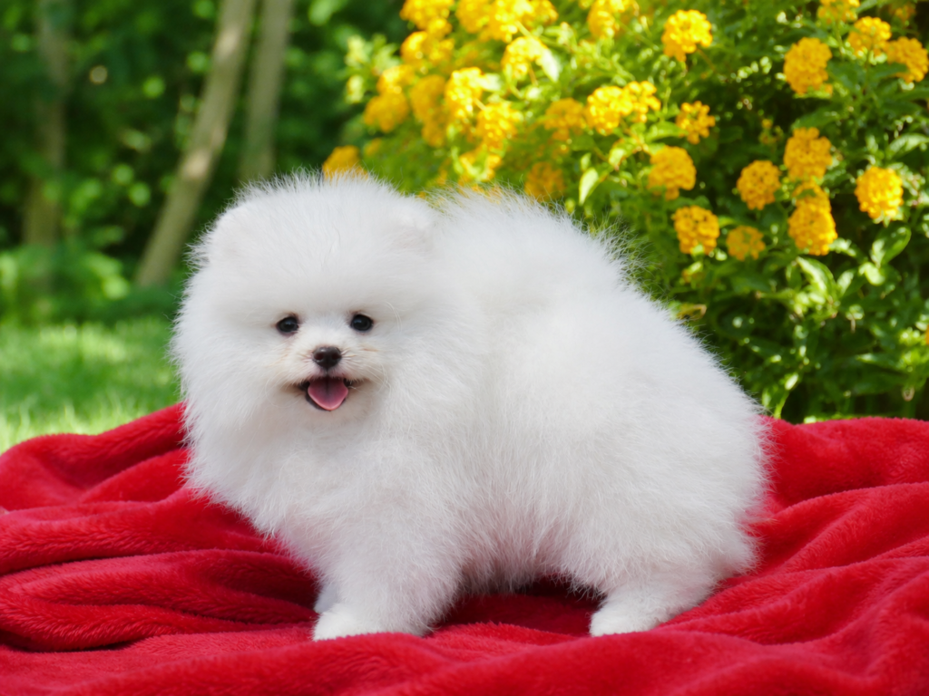 Cachorro de Pomerania