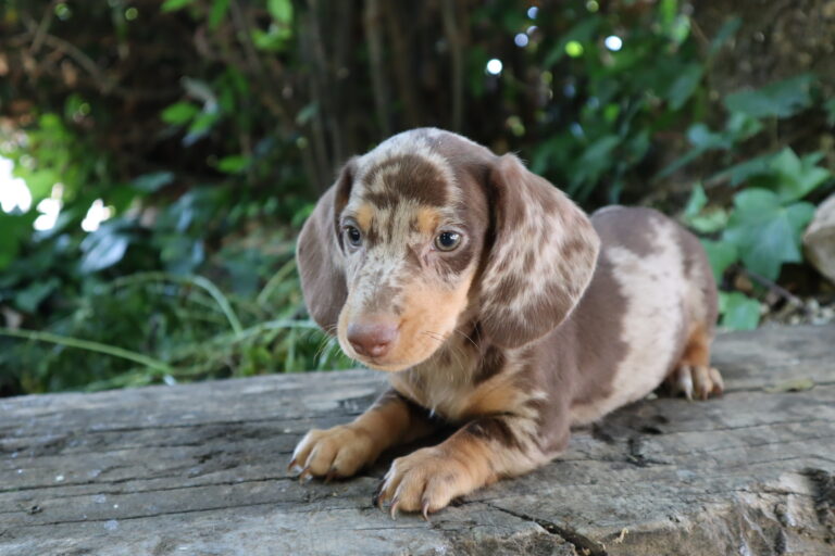 Cachorros de más de 4 meses: por qué son una elección inteligente