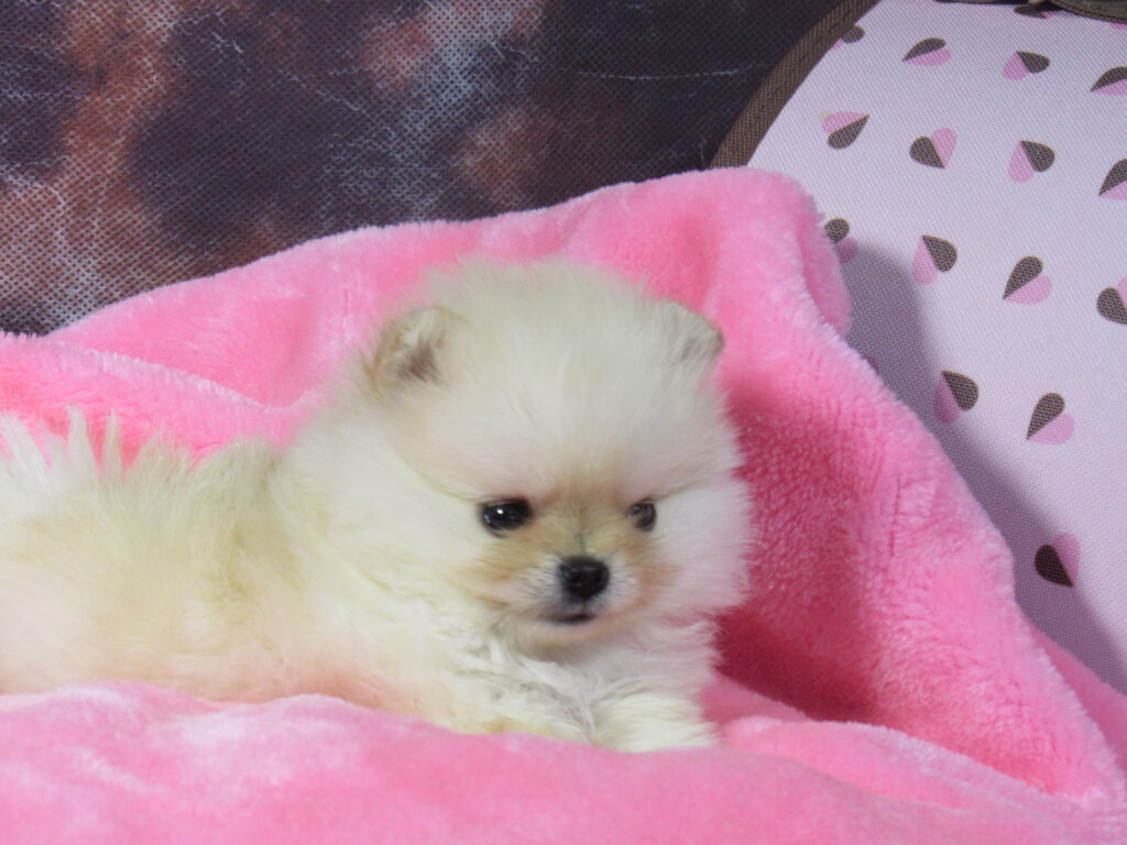 cachorros Pomerania