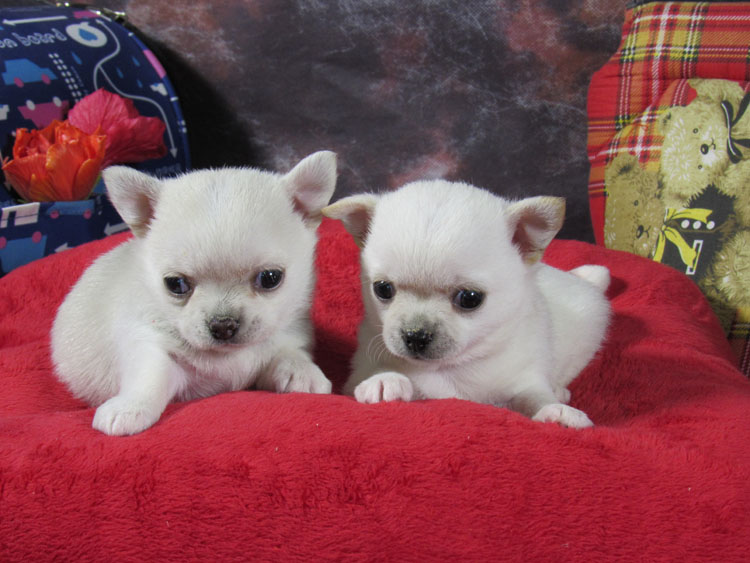 cachorros chihuahua