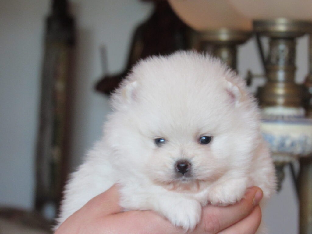 cachorros Pomerania