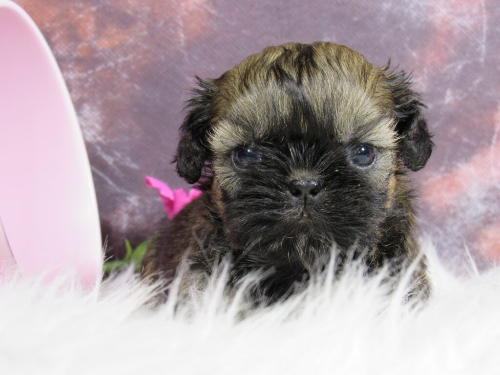 cachorros shih-tzu