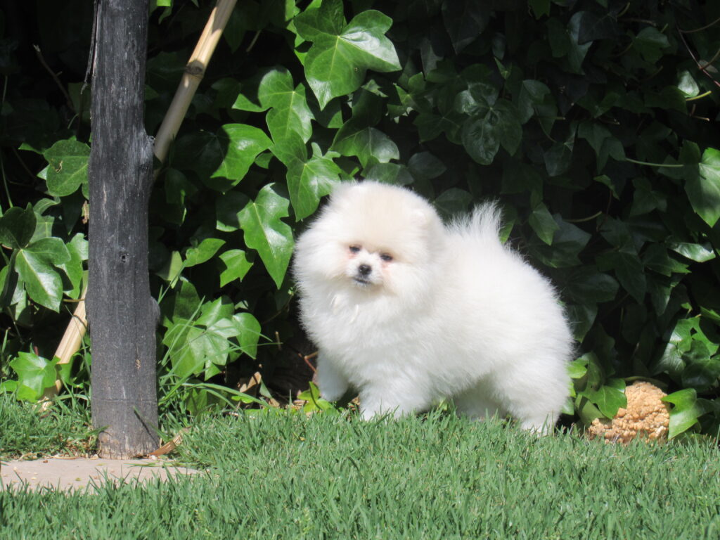 cachorros Pomerania
