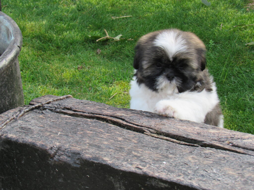 cachorros shih-tzu