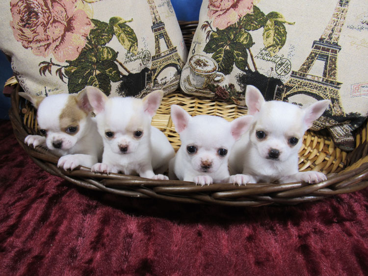 cachorros chihuahua