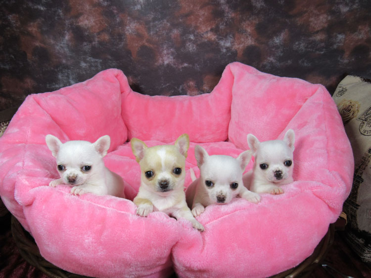 cachorros chihuahua