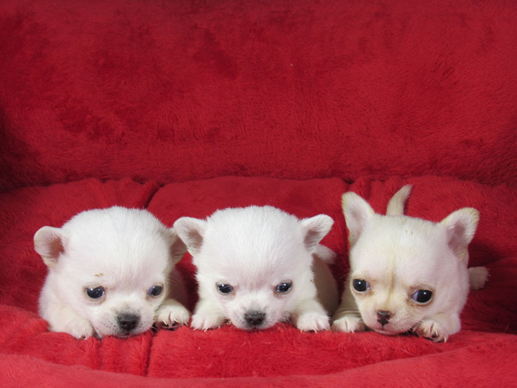 cachorros chihuahua