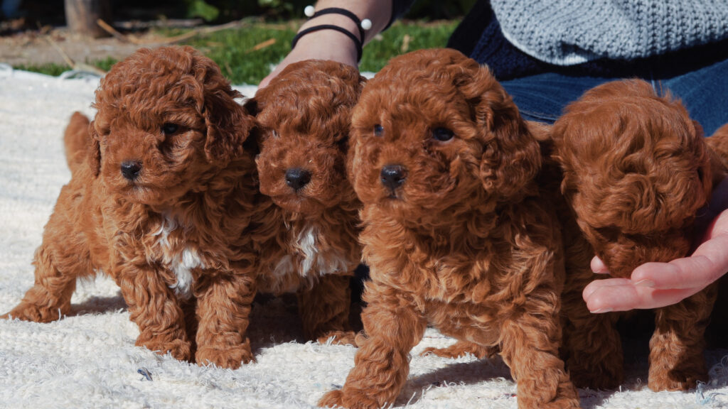 caniche toy cachorros