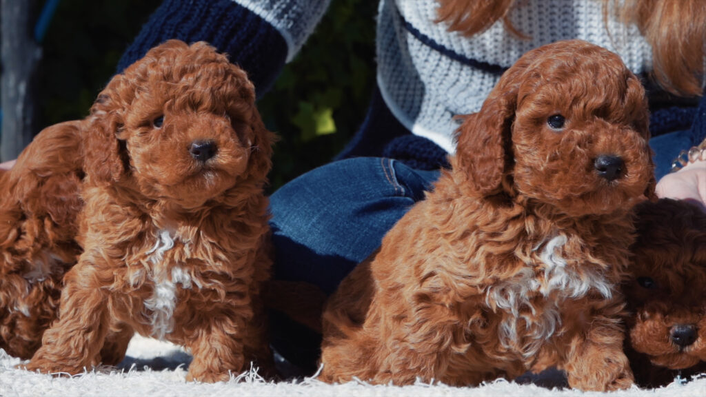 caniche toy cachorros