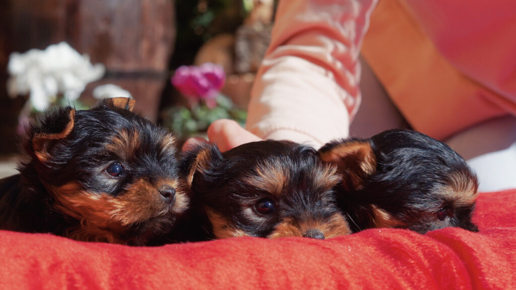 yorkshire terrier camada