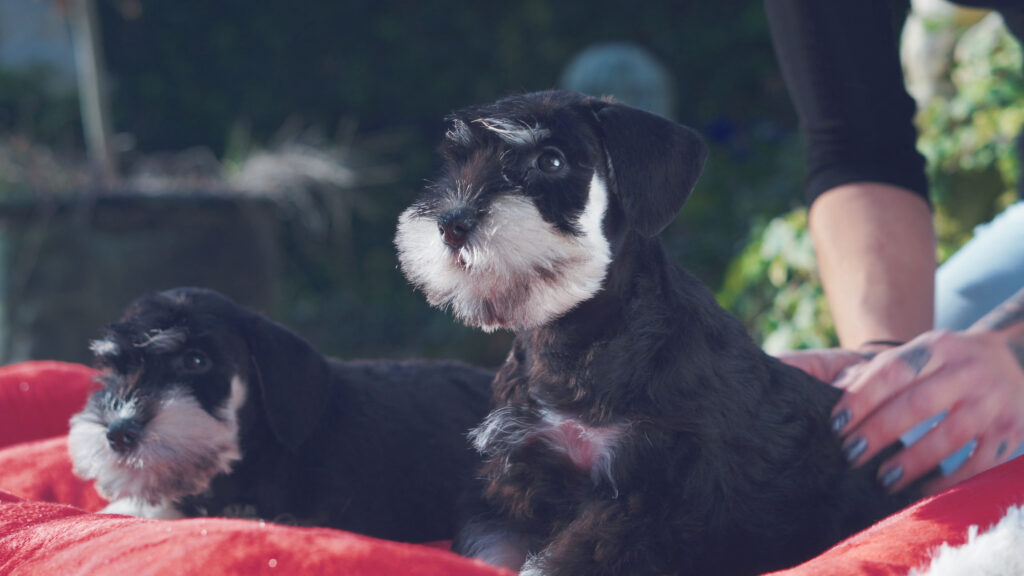 cachorro schnauzer 