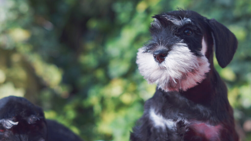 cachorro schnauzer 