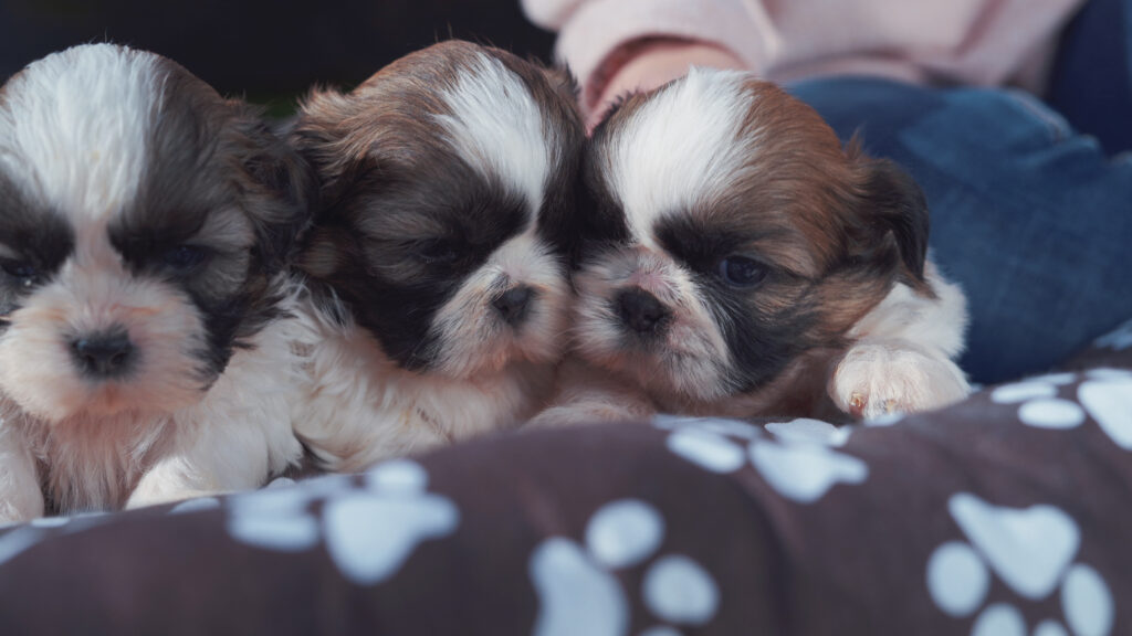 cachorros shih-tzu