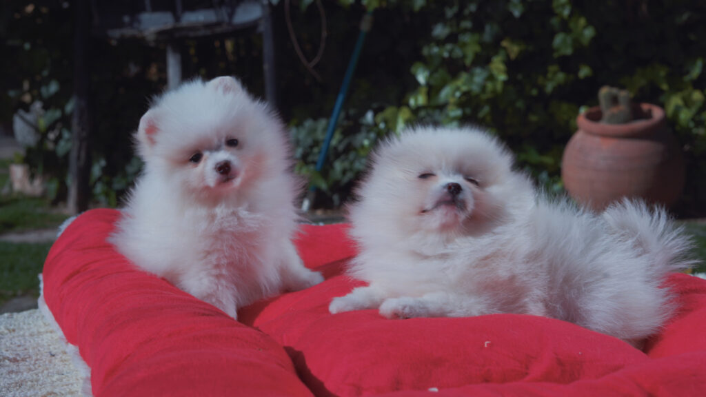 cachorros Pomerania