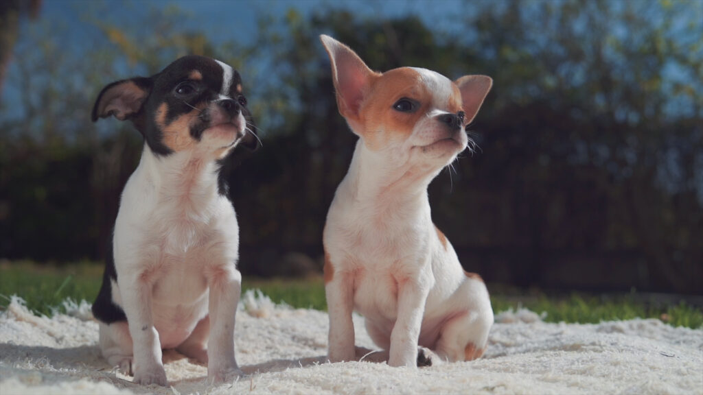 cachorros chihuahua