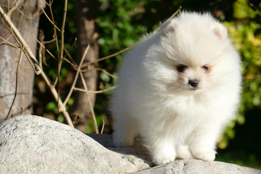 cachorros Pomerania