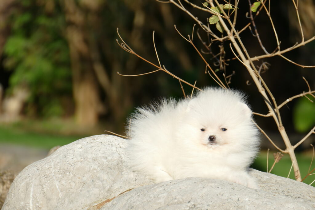 cachorros Pomerania