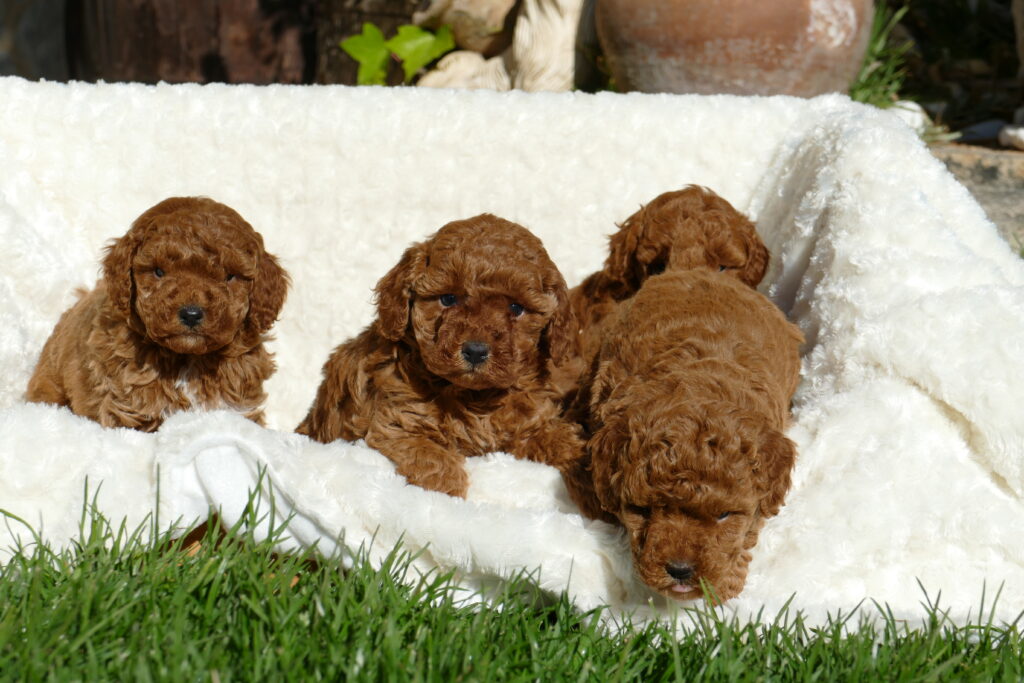 caniche toy cachorros