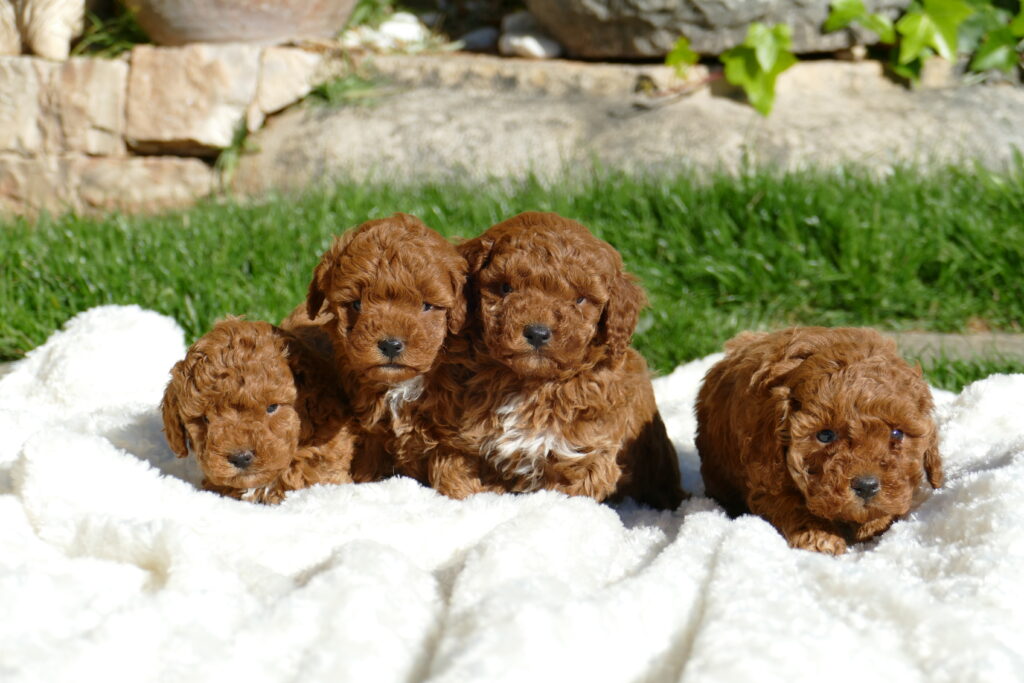 caniche toy cachorros