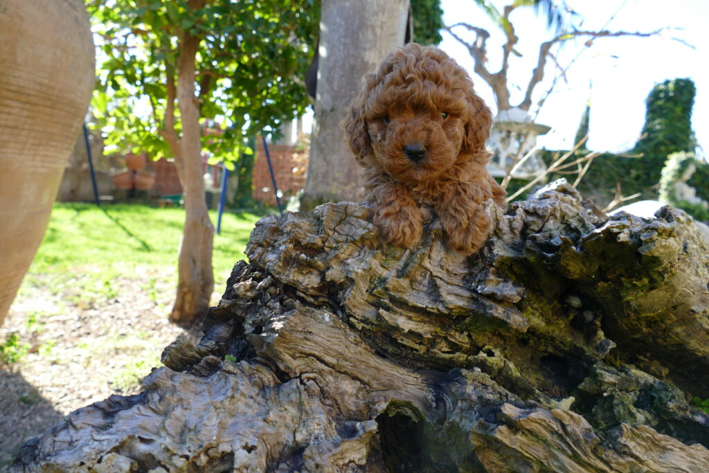 caniche toy cachorros