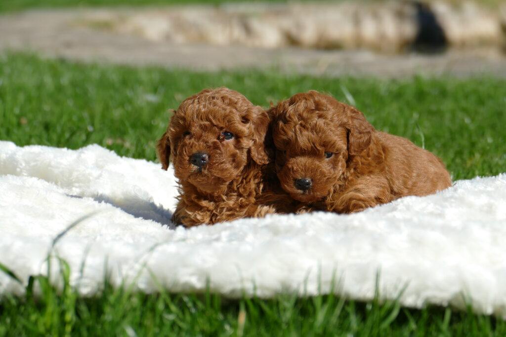 caniche toy cachorros