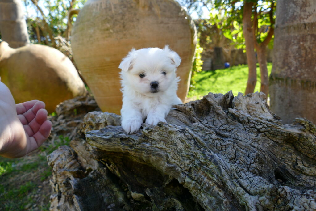 bichon maltes cachorros