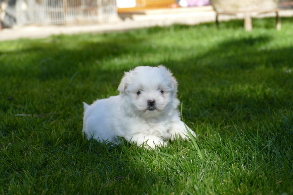 bichon maltes cachorros