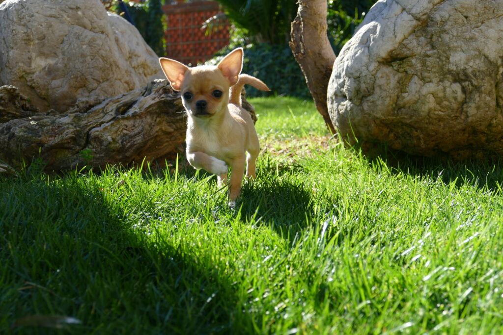 cachorros chihuahua