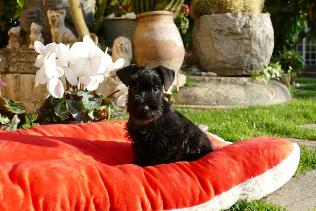 cachorro schnauzer 