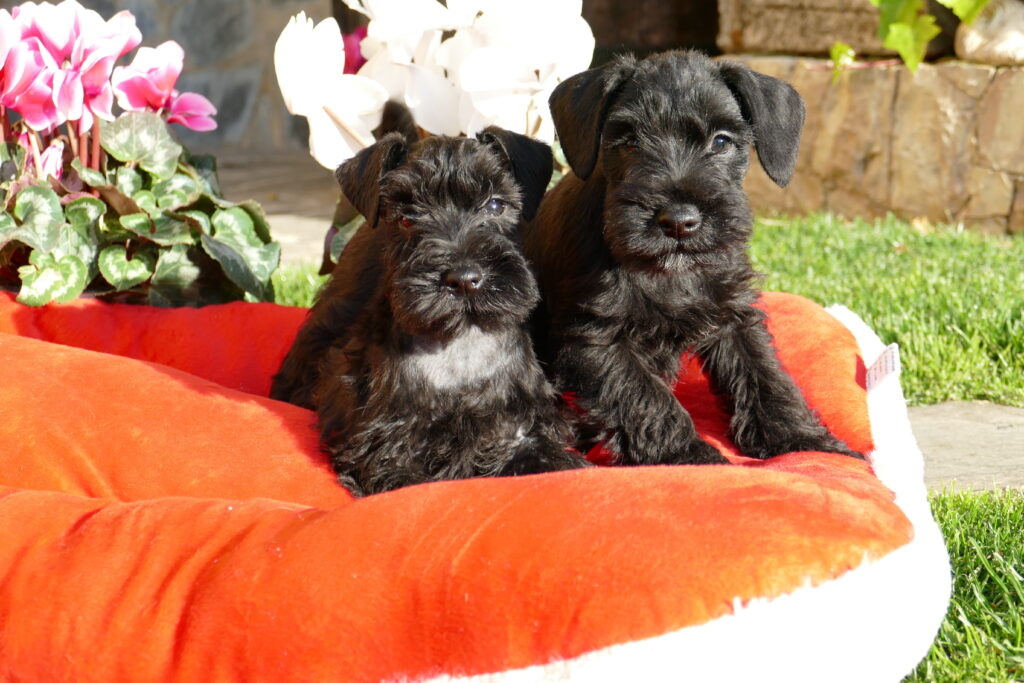cachorro schnauzer 