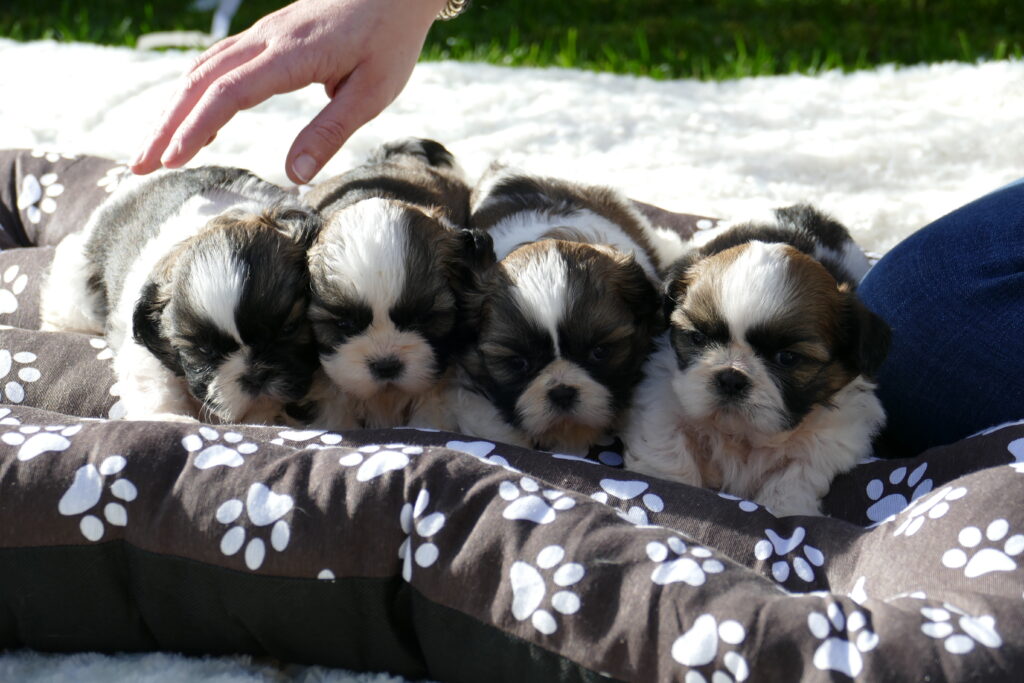 cachorros shih-tzu