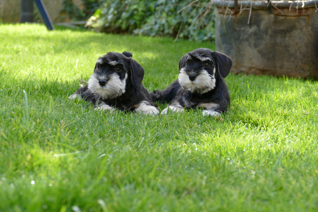 cachorro schnauzer 