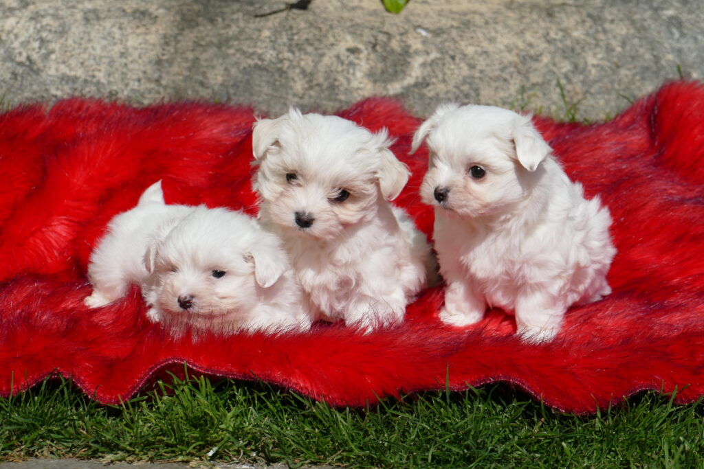 bichon maltes cachorros