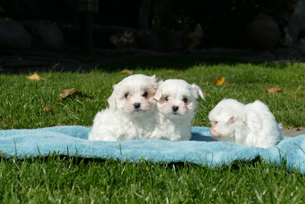 bichon maltes cachorros