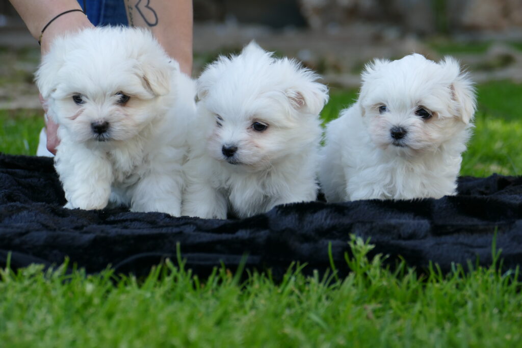 bichon maltes cachorros