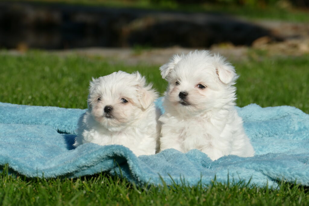 bichon maltes cachorros
