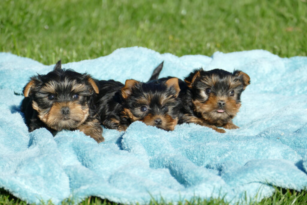 yorkshire terrier  cachorros
