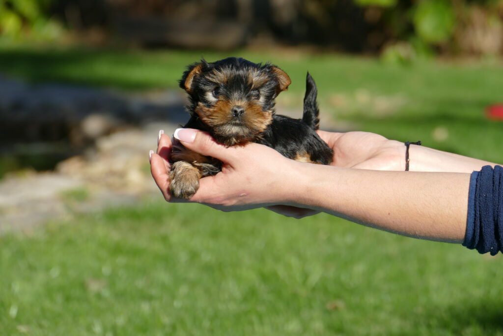 yorkshire terrier cachorros