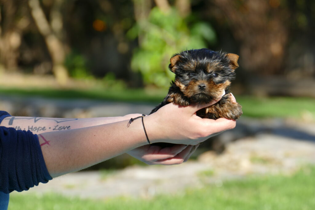 yorkshire terrier cachorros