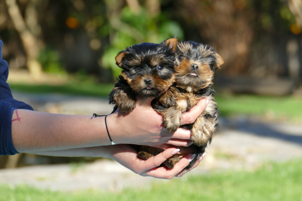 yorkshire terrier cachorros