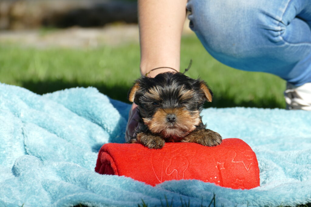 yorkshire terrier cachorros