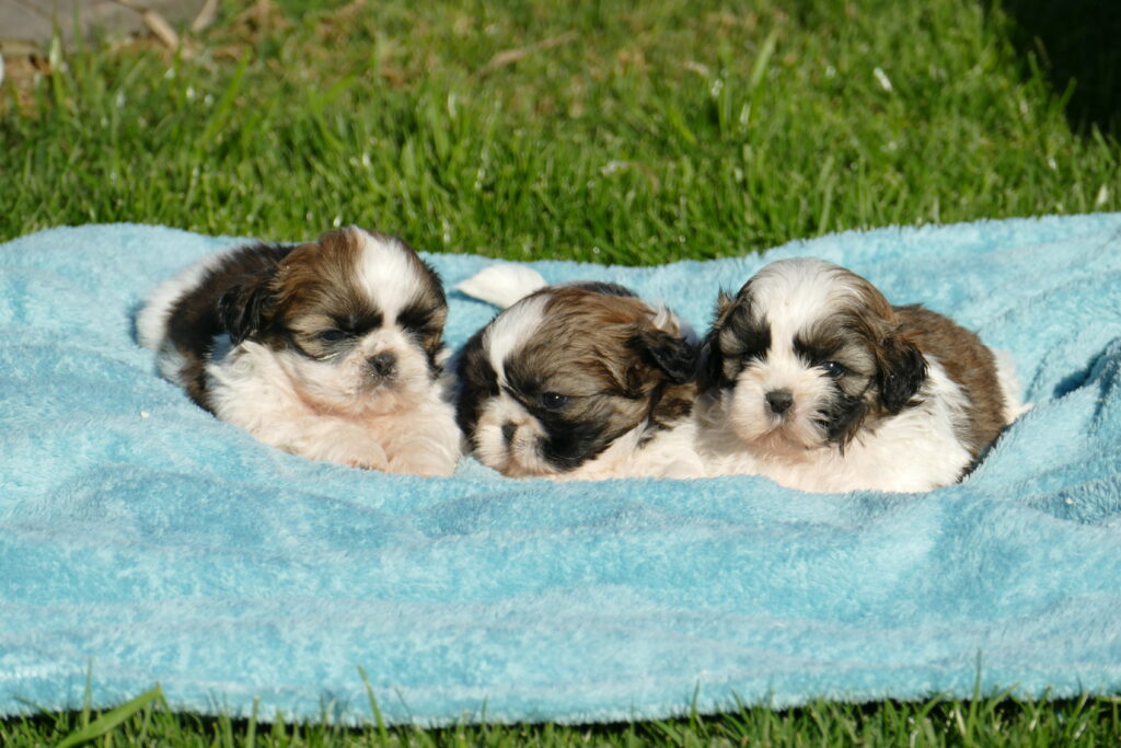 cachorros shih-tzu