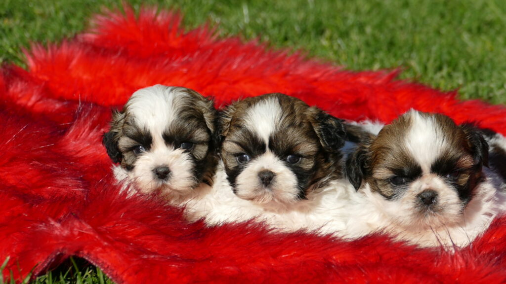 cachorros shih-tzu